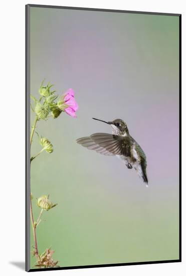 Ruby-Throated Hummingbird Female Feeding-Larry Ditto-Mounted Photographic Print