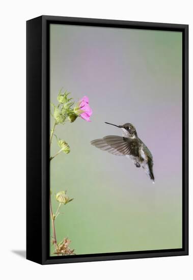 Ruby-Throated Hummingbird Female Feeding-Larry Ditto-Framed Premier Image Canvas