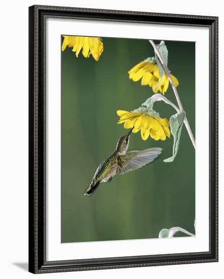 Ruby Throated Hummingbird, Female Feeds at Sunflower, Texas, USA-Rolf Nussbaumer-Framed Photographic Print