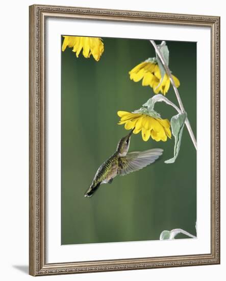 Ruby Throated Hummingbird, Female Feeds at Sunflower, Texas, USA-Rolf Nussbaumer-Framed Photographic Print