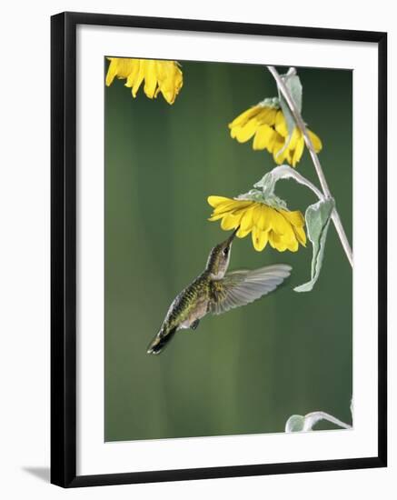 Ruby Throated Hummingbird, Female Feeds at Sunflower, Texas, USA-Rolf Nussbaumer-Framed Photographic Print
