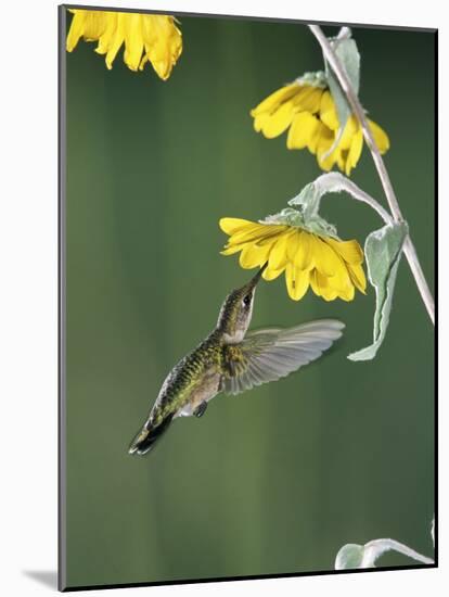 Ruby Throated Hummingbird, Female Feeds at Sunflower, Texas, USA-Rolf Nussbaumer-Mounted Photographic Print