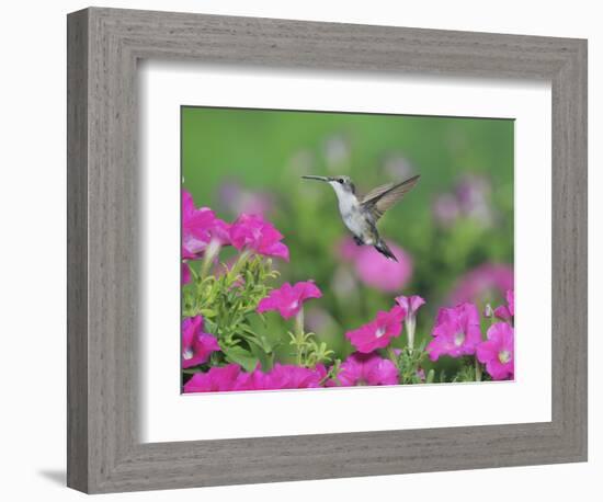 Ruby-throated Hummingbird female in flight feeding, Hill Country, Texas, USA-Rolf Nussbaumer-Framed Photographic Print