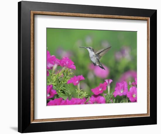 Ruby-throated Hummingbird female in flight feeding, Hill Country, Texas, USA-Rolf Nussbaumer-Framed Photographic Print