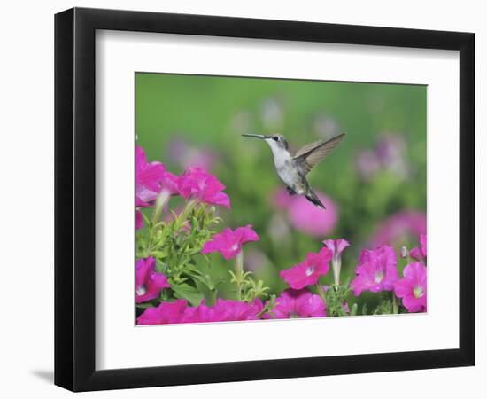 Ruby-throated Hummingbird female in flight feeding, Hill Country, Texas, USA-Rolf Nussbaumer-Framed Photographic Print