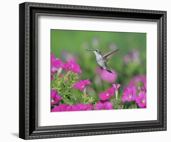 Ruby-throated Hummingbird female in flight feeding, Hill Country, Texas, USA-Rolf Nussbaumer-Framed Photographic Print