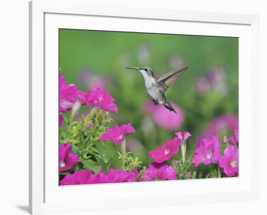 Ruby-throated Hummingbird female in flight feeding, Hill Country, Texas, USA-Rolf Nussbaumer-Framed Photographic Print