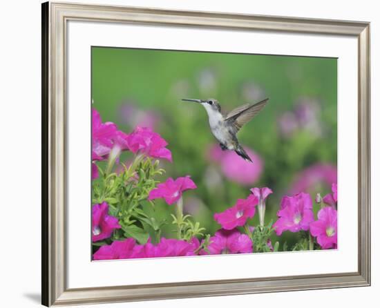 Ruby-throated Hummingbird female in flight feeding, Hill Country, Texas, USA-Rolf Nussbaumer-Framed Photographic Print
