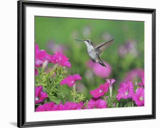 Ruby-throated Hummingbird female in flight feeding, Hill Country, Texas, USA-Rolf Nussbaumer-Framed Photographic Print