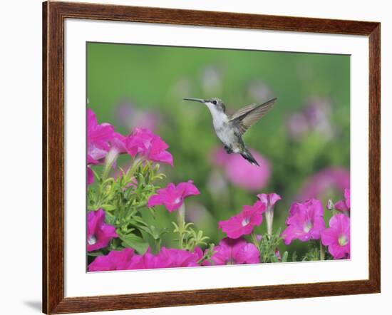 Ruby-throated Hummingbird female in flight feeding, Hill Country, Texas, USA-Rolf Nussbaumer-Framed Photographic Print