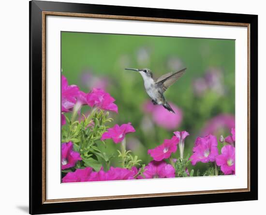 Ruby-throated Hummingbird female in flight feeding, Hill Country, Texas, USA-Rolf Nussbaumer-Framed Photographic Print