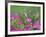 Ruby-throated Hummingbird female in flight feeding, Hill Country, Texas, USA-Rolf Nussbaumer-Framed Photographic Print