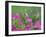 Ruby-throated Hummingbird female in flight feeding, Hill Country, Texas, USA-Rolf Nussbaumer-Framed Photographic Print