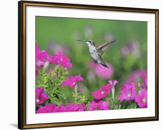 Ruby-throated Hummingbird female in flight feeding, Hill Country, Texas, USA-Rolf Nussbaumer-Framed Photographic Print