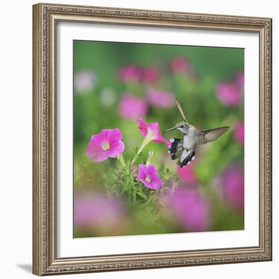 Ruby-throated Hummingbird female in flight feeding, Hill Country, Texas, USA-Rolf Nussbaumer-Framed Photographic Print