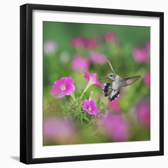 Ruby-throated Hummingbird female in flight feeding, Hill Country, Texas, USA-Rolf Nussbaumer-Framed Photographic Print