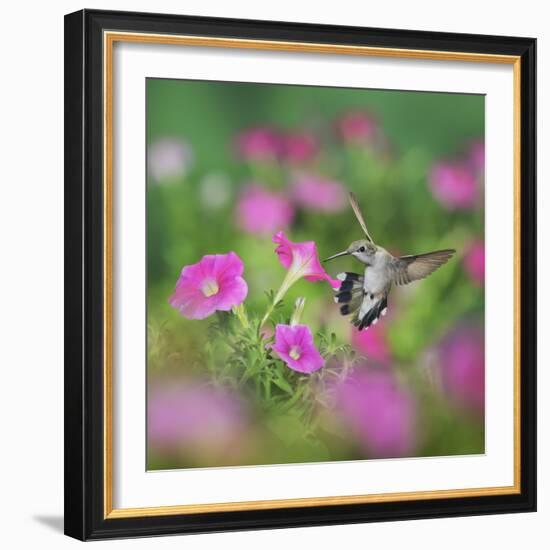 Ruby-throated Hummingbird female in flight feeding, Hill Country, Texas, USA-Rolf Nussbaumer-Framed Photographic Print