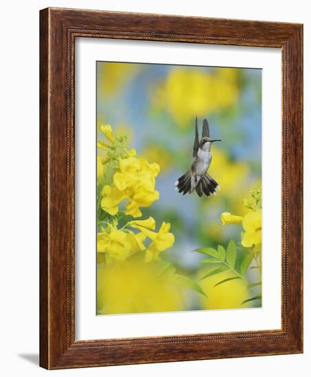 Ruby-throated Hummingbird female in flight feeding, Hill Country, Texas, USA-Rolf Nussbaumer-Framed Photographic Print