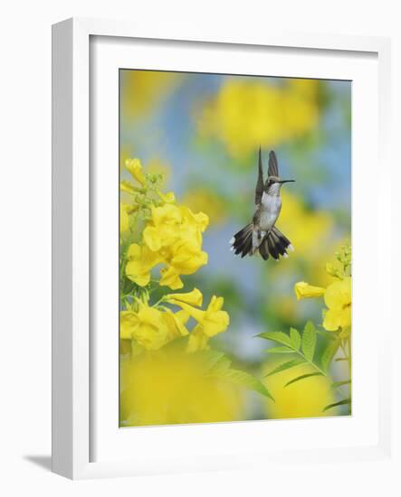 Ruby-throated Hummingbird female in flight feeding, Hill Country, Texas, USA-Rolf Nussbaumer-Framed Photographic Print