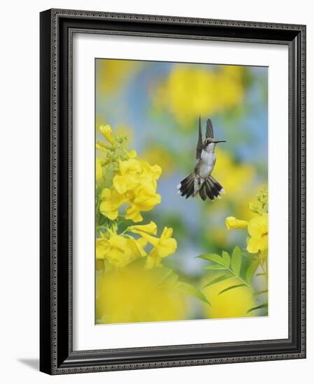 Ruby-throated Hummingbird female in flight feeding, Hill Country, Texas, USA-Rolf Nussbaumer-Framed Photographic Print