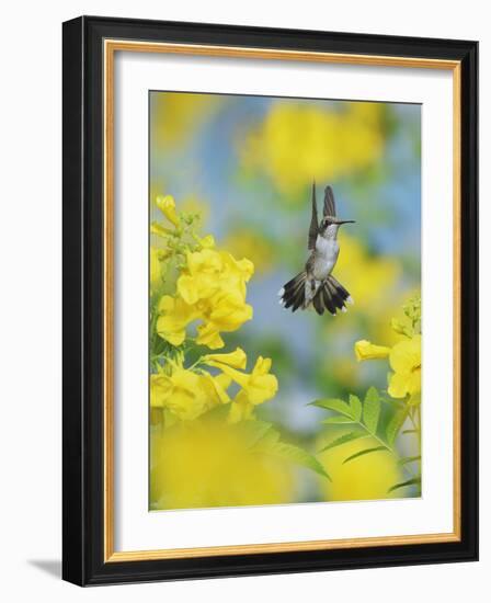 Ruby-throated Hummingbird female in flight feeding, Hill Country, Texas, USA-Rolf Nussbaumer-Framed Photographic Print