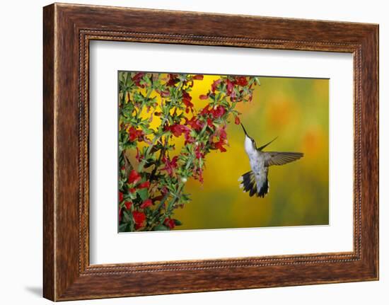 Ruby-Throated Hummingbird Female on Lady-In-Red Salvia, Shelby County, Illinois-Richard and Susan Day-Framed Photographic Print