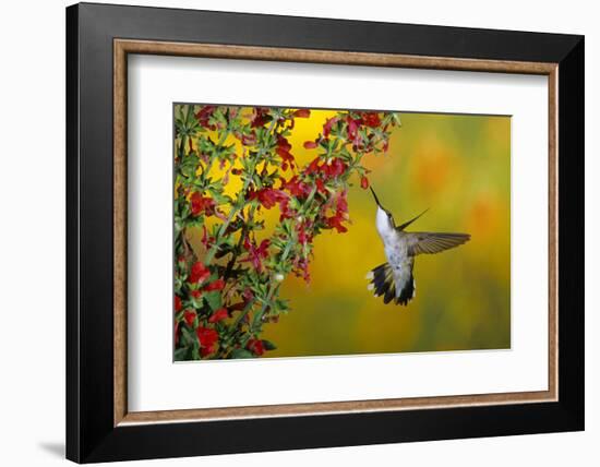 Ruby-Throated Hummingbird Female on Lady-In-Red Salvia, Shelby County, Illinois-Richard and Susan Day-Framed Photographic Print