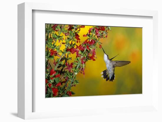 Ruby-Throated Hummingbird Female on Lady-In-Red Salvia, Shelby County, Illinois-Richard and Susan Day-Framed Photographic Print