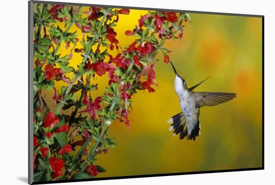 Ruby-Throated Hummingbird Female on Lady-In-Red Salvia, Shelby County, Illinois-Richard and Susan Day-Mounted Photographic Print