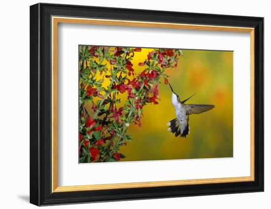 Ruby-Throated Hummingbird Female on Lady-In-Red Salvia, Shelby County, Illinois-Richard and Susan Day-Framed Photographic Print