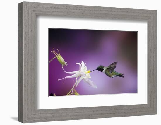 Ruby-Throated Hummingbird Female on Mckana's Hybrid Columbine, Shelby County, Illinois-Richard and Susan Day-Framed Photographic Print