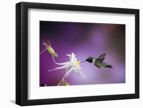 Ruby-Throated Hummingbird Female on Mckana's Hybrid Columbine, Shelby County, Illinois-Richard and Susan Day-Framed Photographic Print