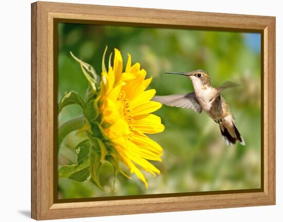 Ruby-Throated Hummingbird Hovering Next To A Bright Yellow Sunflower-Sari ONeal-Framed Premier Image Canvas