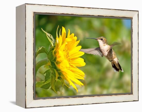 Ruby-Throated Hummingbird Hovering Next To A Bright Yellow Sunflower-Sari ONeal-Framed Premier Image Canvas