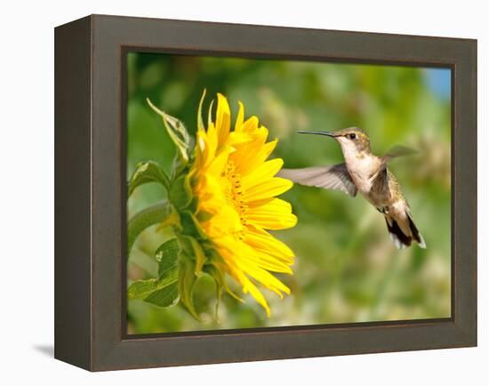 Ruby-Throated Hummingbird Hovering Next To A Bright Yellow Sunflower-Sari ONeal-Framed Premier Image Canvas