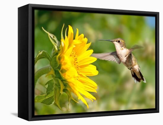 Ruby-Throated Hummingbird Hovering Next To A Bright Yellow Sunflower-Sari ONeal-Framed Premier Image Canvas