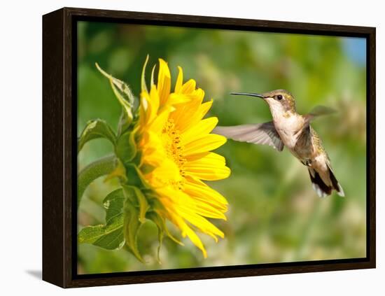 Ruby-Throated Hummingbird Hovering Next To A Bright Yellow Sunflower-Sari ONeal-Framed Premier Image Canvas