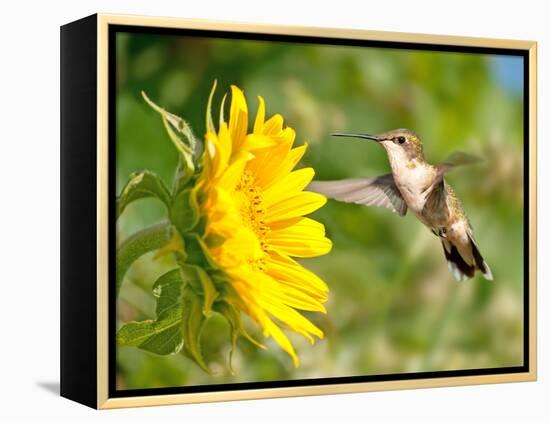 Ruby-Throated Hummingbird Hovering Next To A Bright Yellow Sunflower-Sari ONeal-Framed Premier Image Canvas