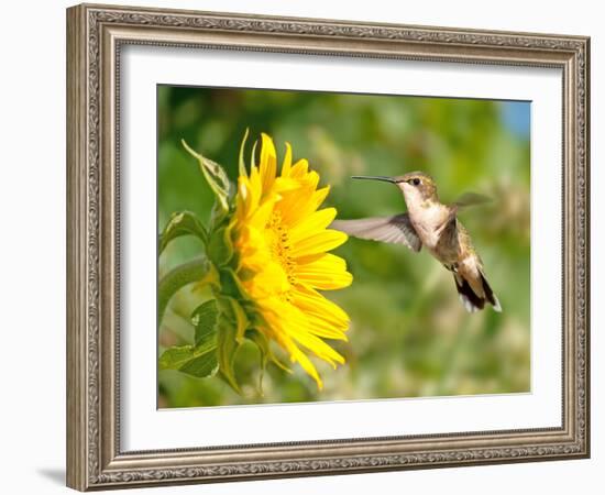 Ruby-Throated Hummingbird Hovering Next To A Bright Yellow Sunflower-Sari ONeal-Framed Photographic Print