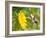 Ruby-Throated Hummingbird Hovering Next To A Bright Yellow Sunflower-Sari ONeal-Framed Photographic Print