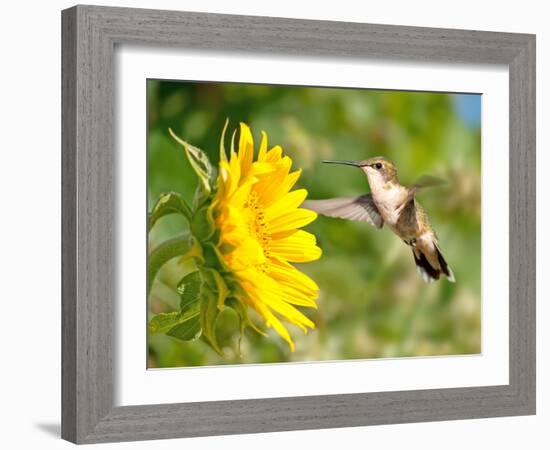 Ruby-Throated Hummingbird Hovering Next To A Bright Yellow Sunflower-Sari ONeal-Framed Photographic Print