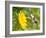 Ruby-Throated Hummingbird Hovering Next To A Bright Yellow Sunflower-Sari ONeal-Framed Photographic Print