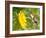 Ruby-Throated Hummingbird Hovering Next To A Bright Yellow Sunflower-Sari ONeal-Framed Photographic Print