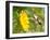 Ruby-Throated Hummingbird Hovering Next To A Bright Yellow Sunflower-Sari ONeal-Framed Photographic Print