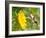 Ruby-Throated Hummingbird Hovering Next To A Bright Yellow Sunflower-Sari ONeal-Framed Photographic Print