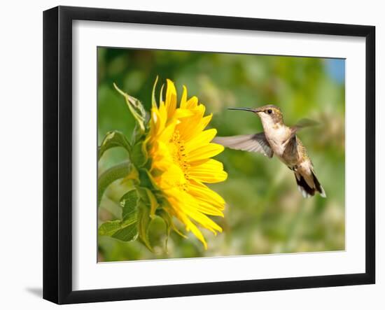 Ruby-Throated Hummingbird Hovering Next To A Bright Yellow Sunflower-Sari ONeal-Framed Photographic Print