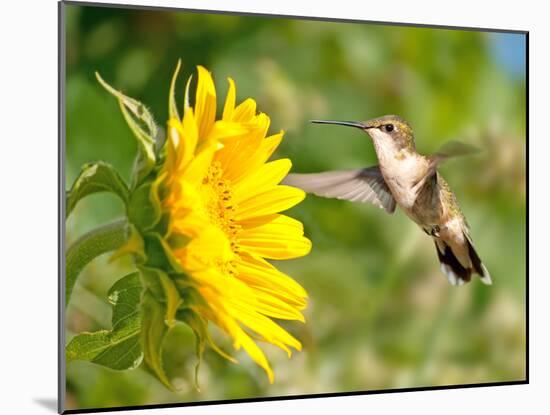 Ruby-Throated Hummingbird Hovering Next To A Bright Yellow Sunflower-Sari ONeal-Mounted Photographic Print