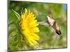 Ruby-Throated Hummingbird Hovering Next To A Bright Yellow Sunflower-Sari ONeal-Mounted Photographic Print
