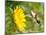 Ruby-Throated Hummingbird Hovering Next To A Bright Yellow Sunflower-Sari ONeal-Mounted Photographic Print