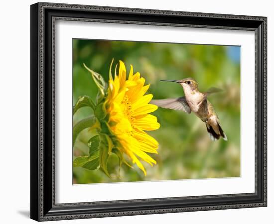 Ruby-Throated Hummingbird Hovering Next To A Bright Yellow Sunflower-Sari ONeal-Framed Photographic Print